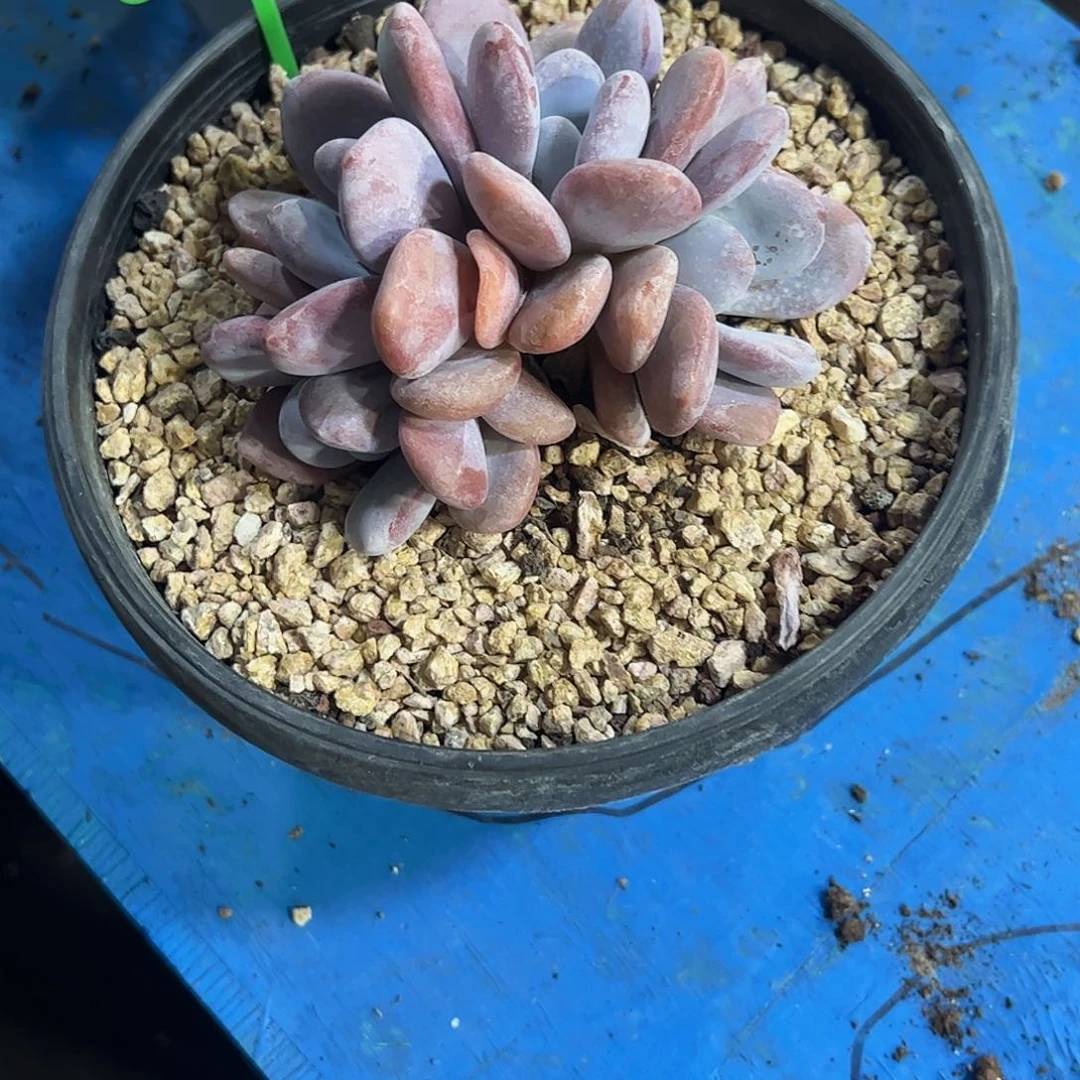 瑾***y拉拉奶群多肉植物