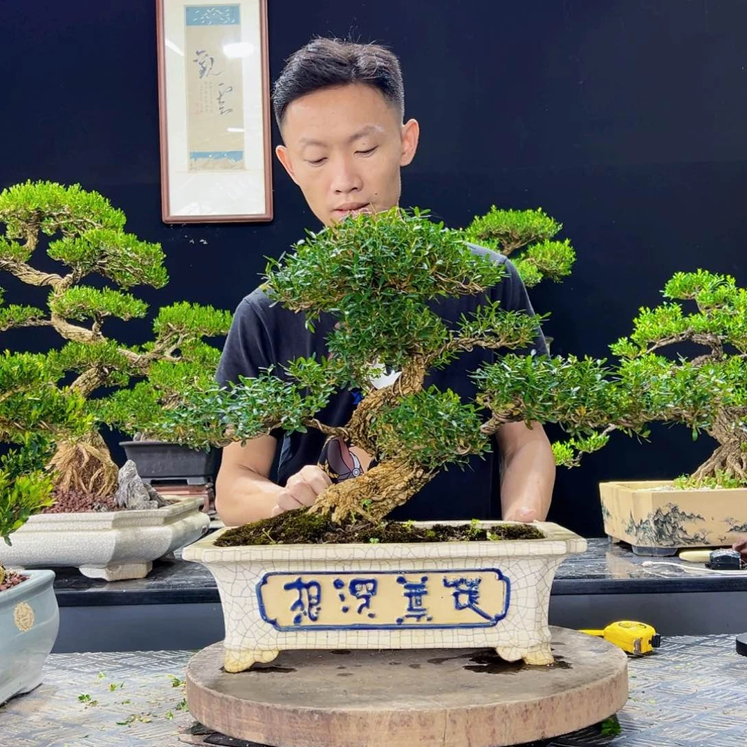 无花朵皱皮雀舌黄杨绿植