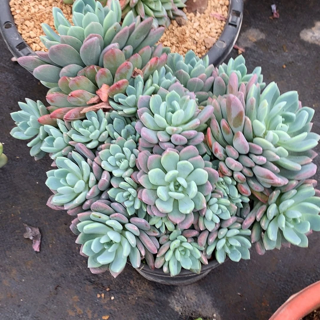 红卷叶一物一拍3-131