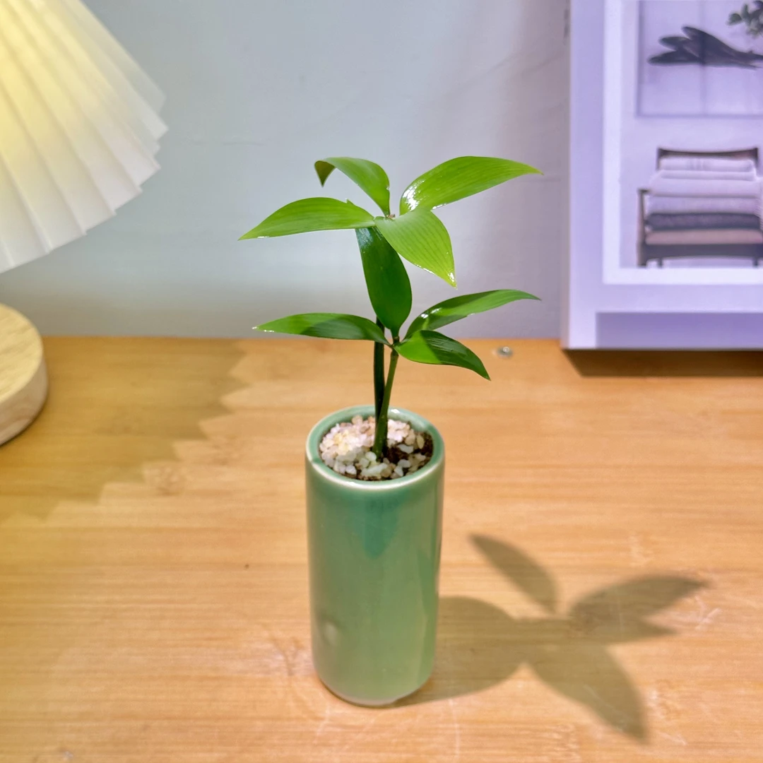 JF竹柏中式桌面盆栽室内办公室卧室茶台书房好养易活草植物微景观