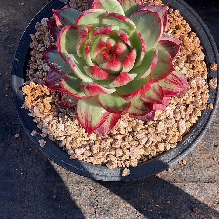 歪***德惊鸿仙子多肉植物7801