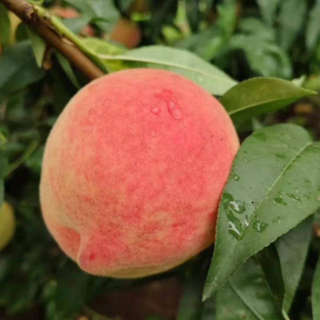 【顺丰直达】平谷晚14号熟了，硬桃脆甜，软桃面甜，新鲜采摘顺丰包邮哦北京市