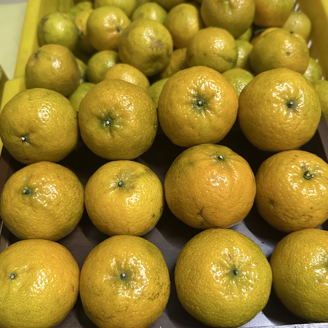 《果园现摘现发》新会小冈产区新会茶枝柑鲜果新鲜现摘晒陈皮专用