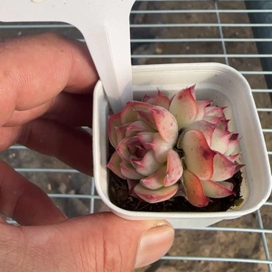 48勾魂一物一拍多肉