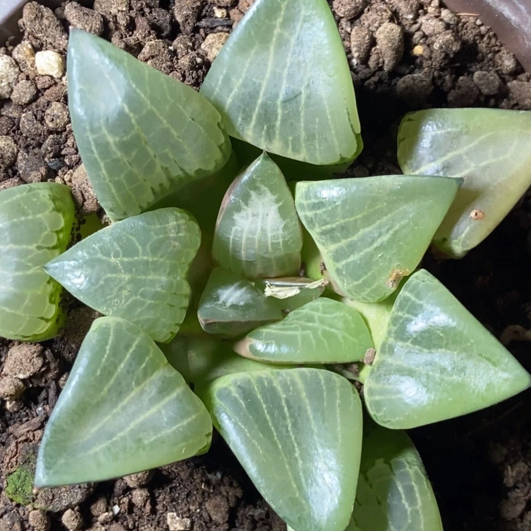 是是是是是是是是是寿