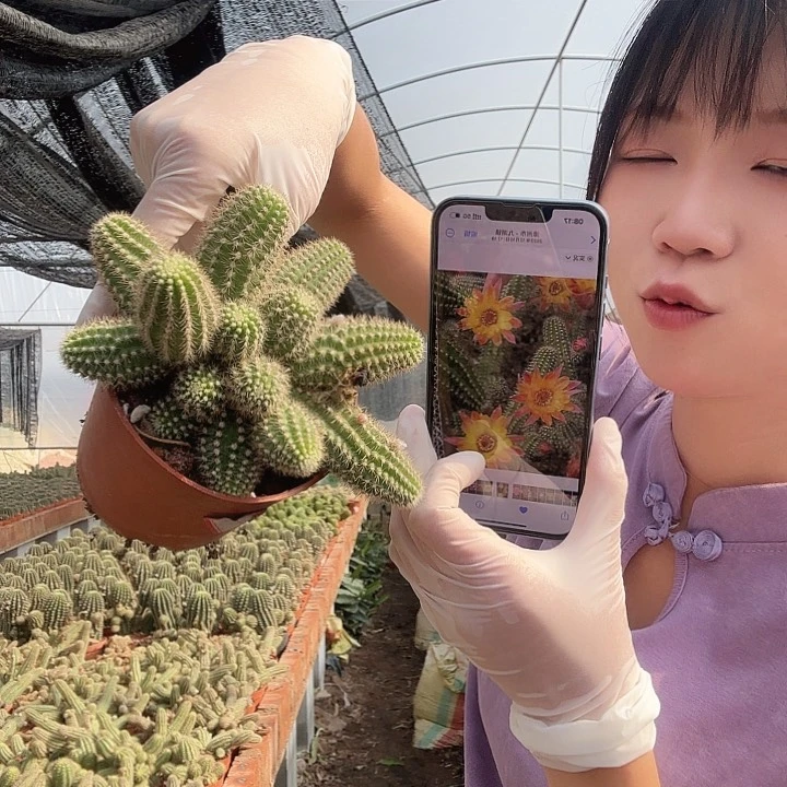 吕根岛日落（掉头掉崽不售后）