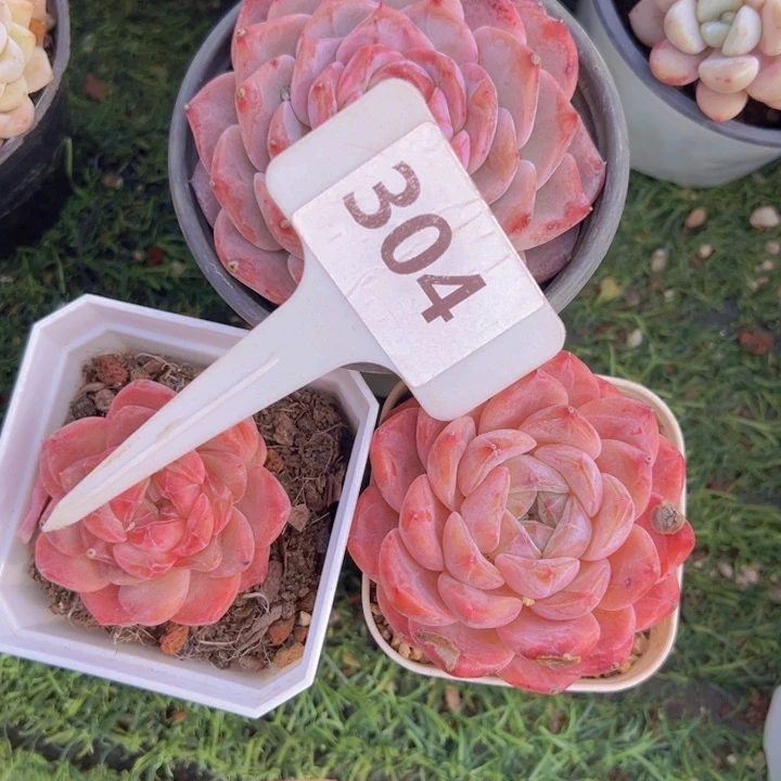 健健康康平平安安