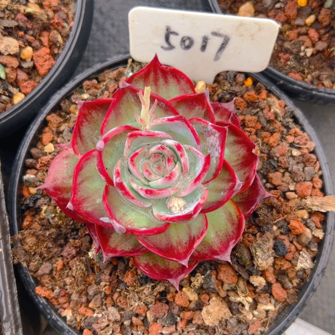 白**回惊鸿仙子一物一拍5017