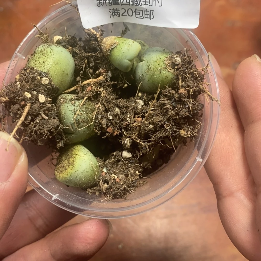 ****y多肉蛋炒饭感谢您相伴602