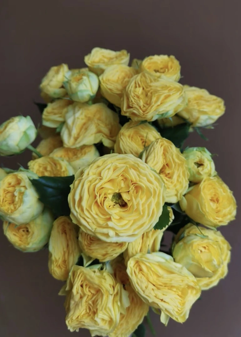 [金色潮流]玫瑰一单不发货！！