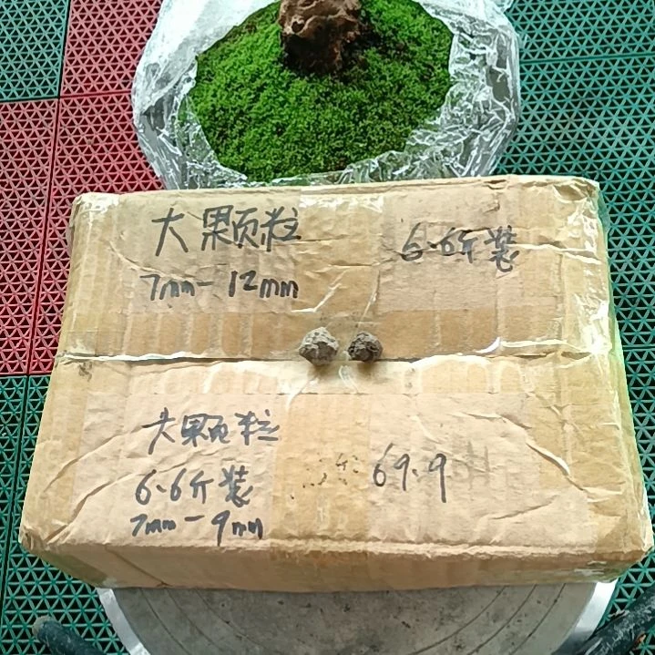 杨***椒兰菌颗粒   大颗粒6.6斤