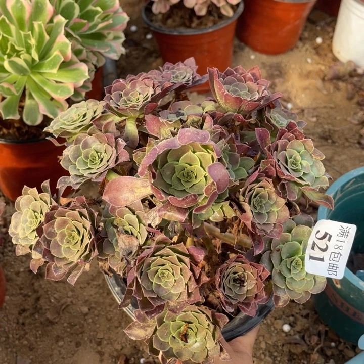 521荷兰玫瑰手捧1号棚