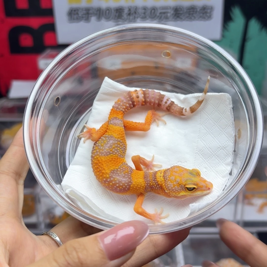 豹纹守宫橘白妹妹 R080 8.7