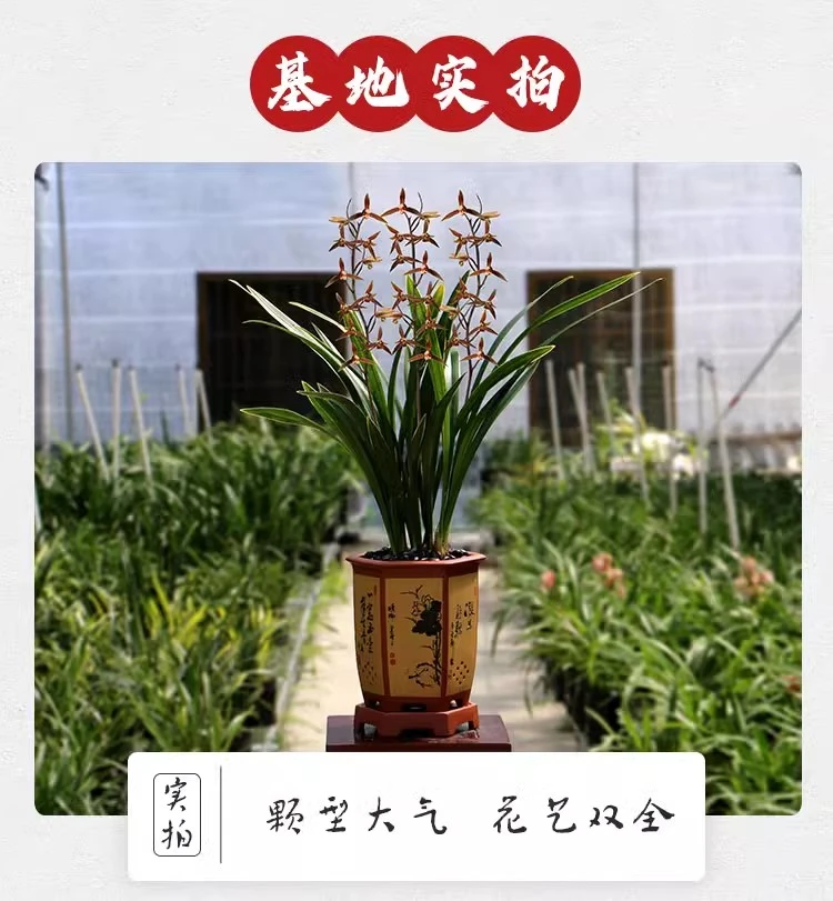 【新手专属】墨兰小香  花香色艳好养易活新人练手福利