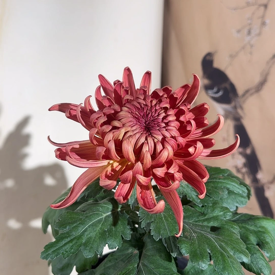 全部花朵Q2222222