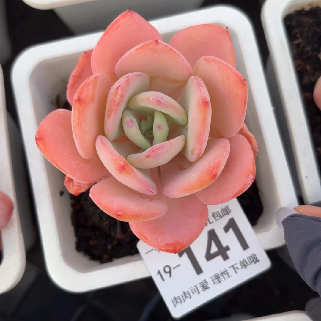 白月光无盆土发货无盆