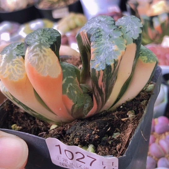 无花朵1027，7.3厘米北斋玉扇锦阴阳锦