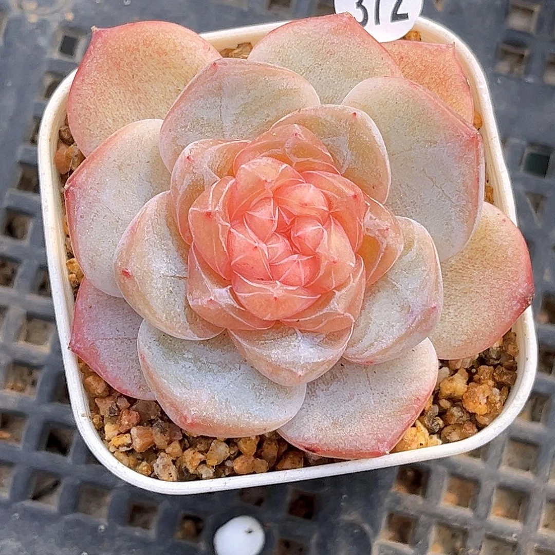 372  新品珍妮满18包邮