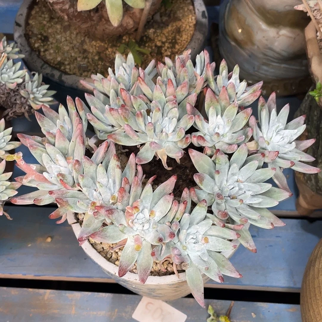 白姆老桩多头群生