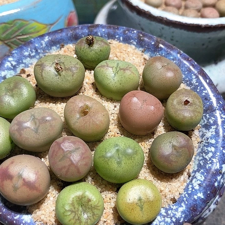 10524桃割娘杂拉登一颗