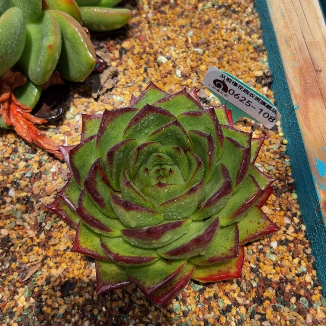 多肉一物一拍0625-108