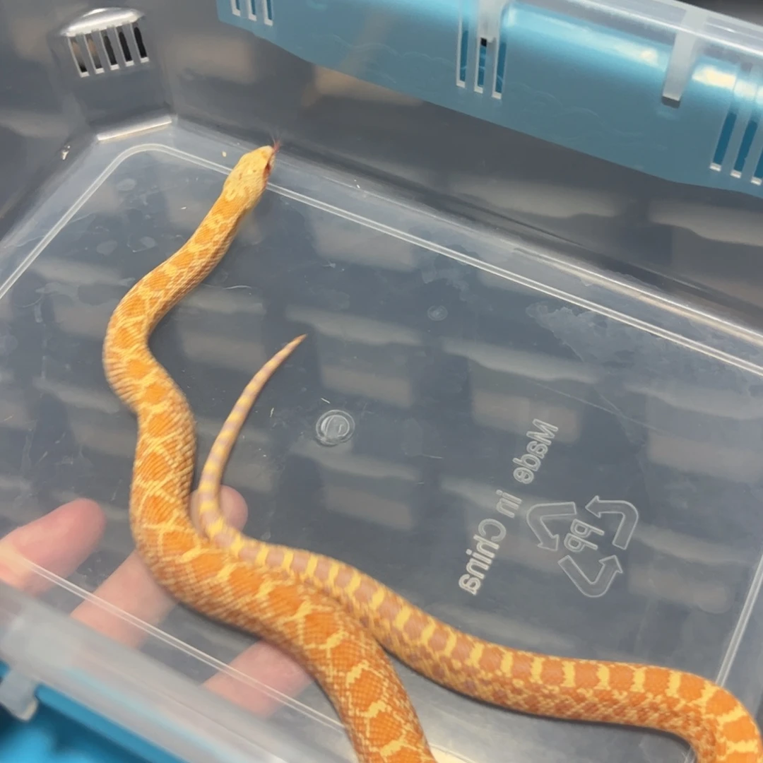 跳蛛白化牛玩具温顺