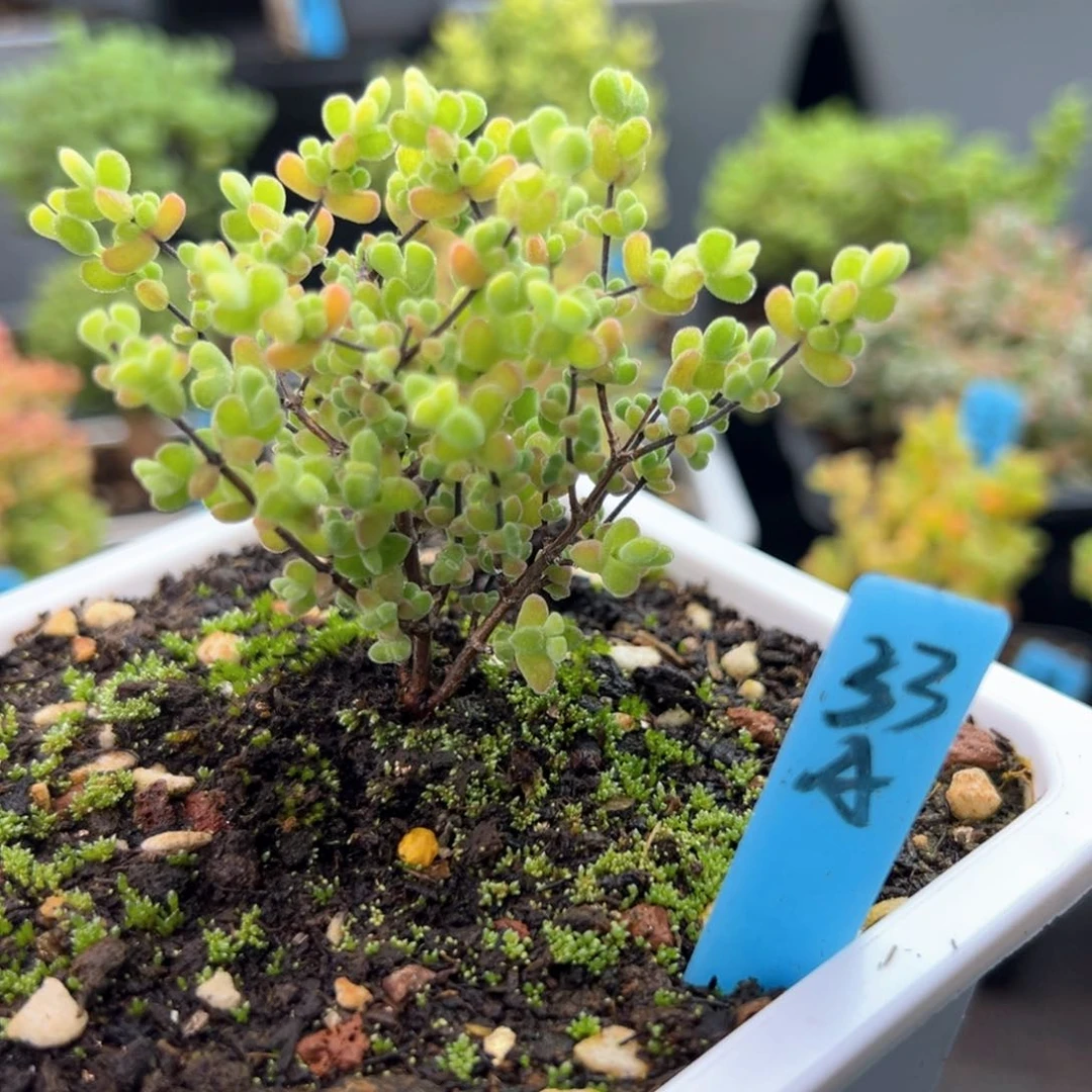 月曲锦33号10厘米盆