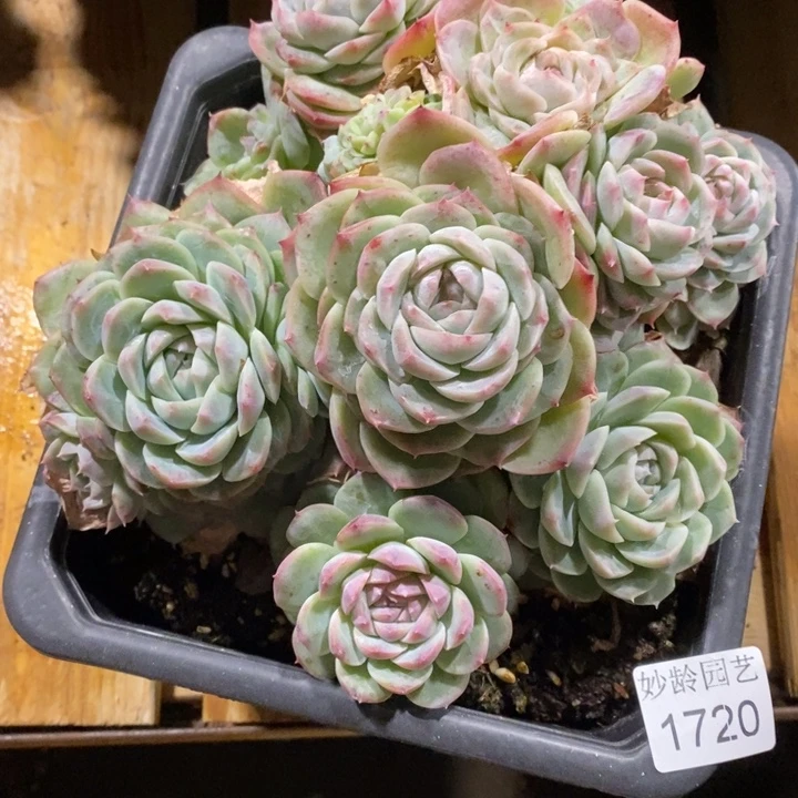 望***河1720不包整散掉头～18厘米