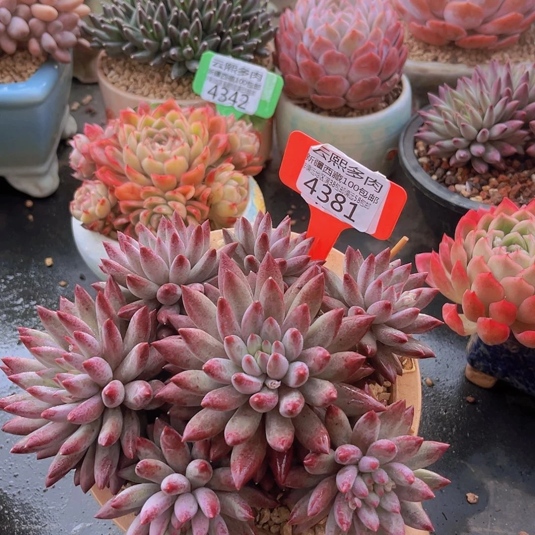 4381虞美人多肉植物