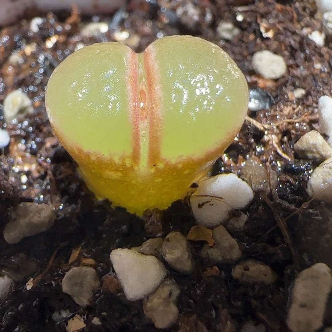 肉锥多肉植物百科-1797.7风铃1497