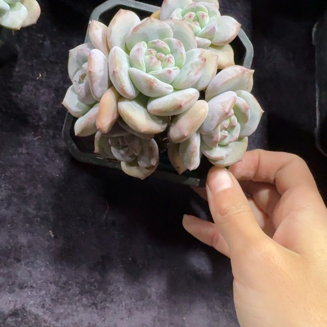 星影5头有砍一物一拍