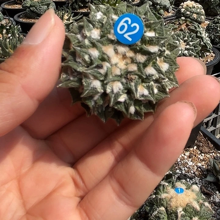 袖蒲苗接落地仙人球62
