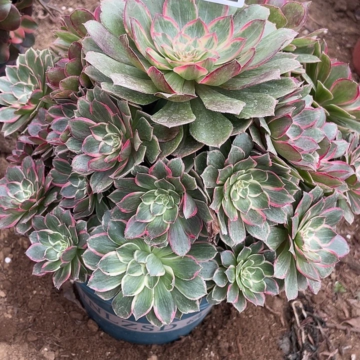 562莲花座多肉植物
