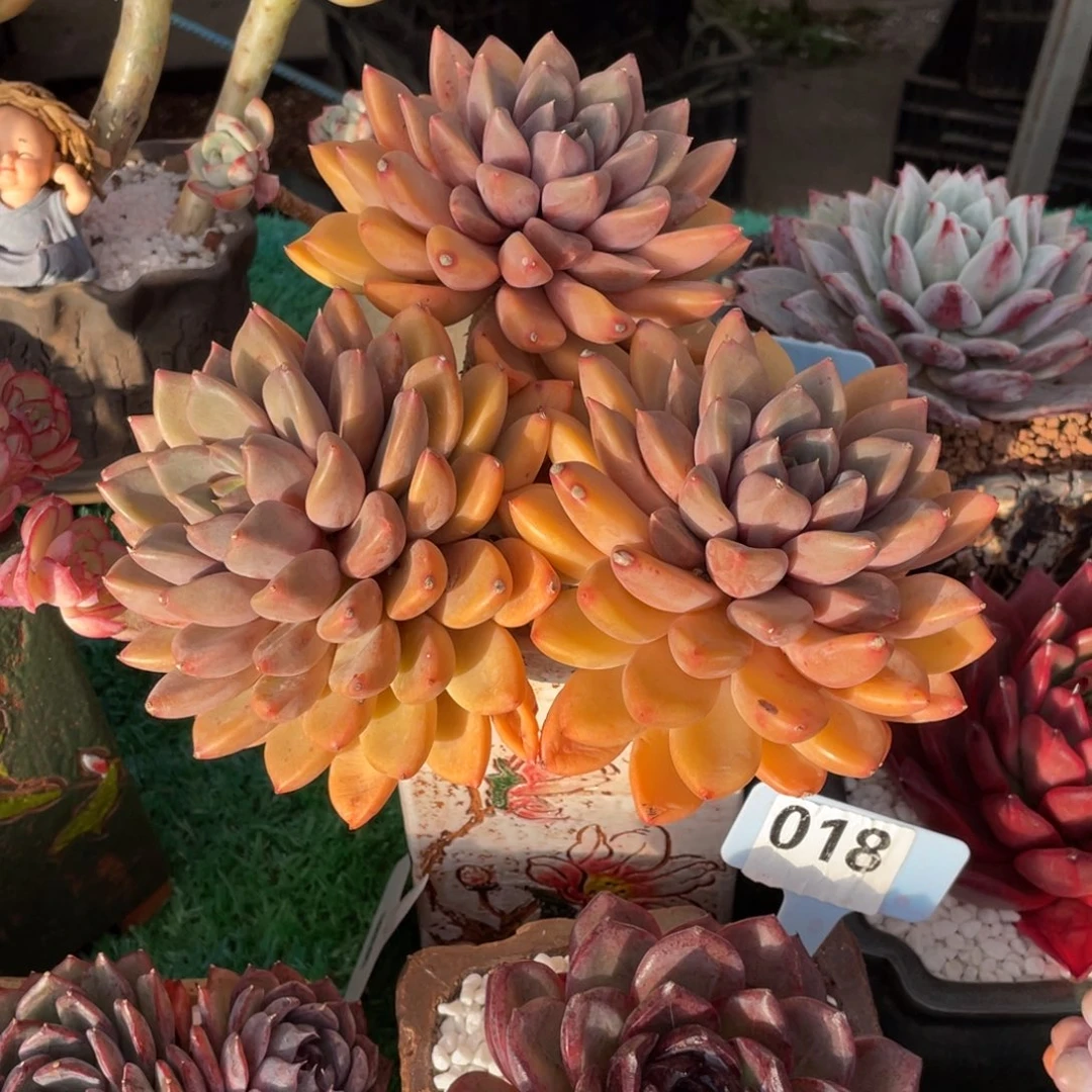 多肉植物盆栽多肉植物