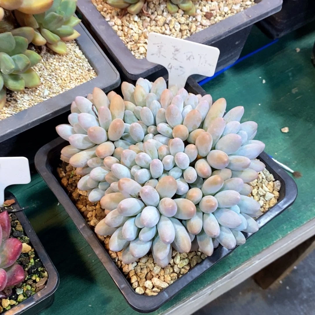 恩****街自然科学等领域开展合作项目多
