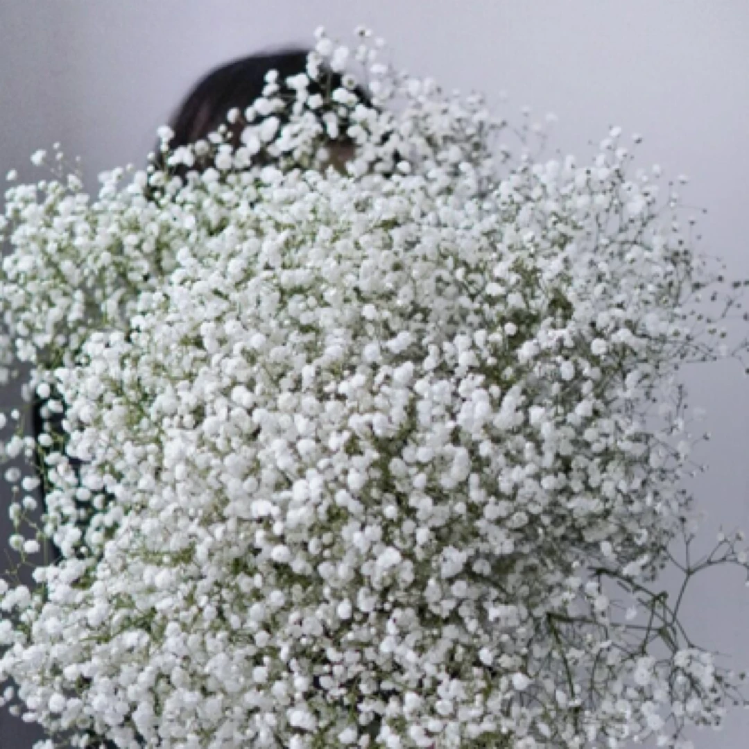 【一束时光】伊洛斯满天星鲜切花1kg