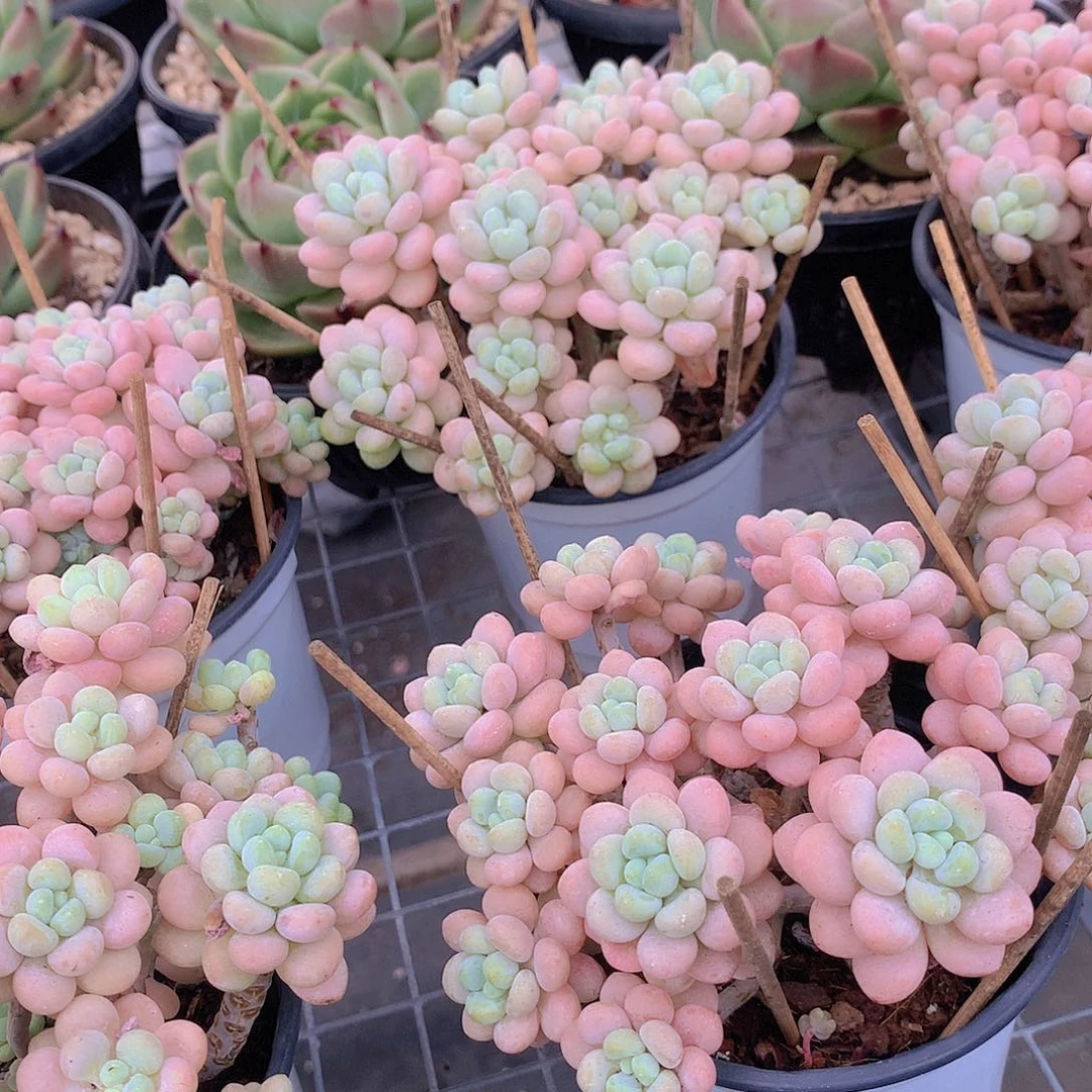 老庄洛可可456788999999