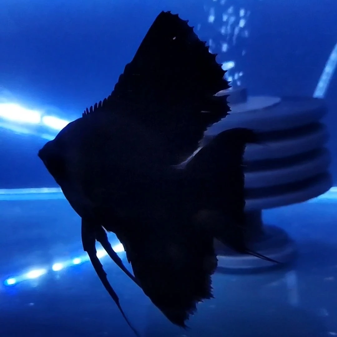 代号墨燕神仙鱼热带鱼观赏鱼好养耐活淡水宠物鱼