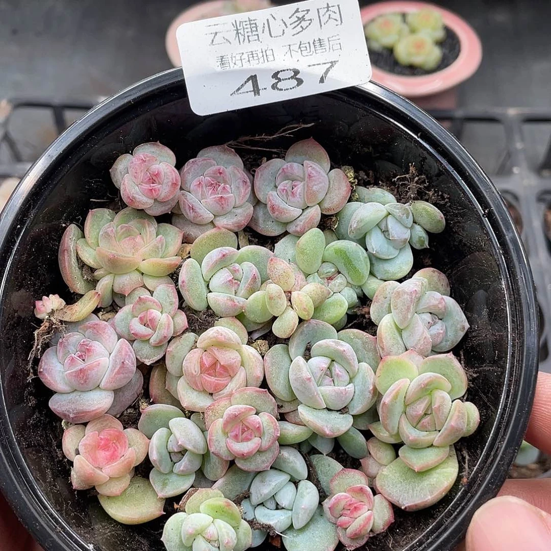 云糖心多肉植物487