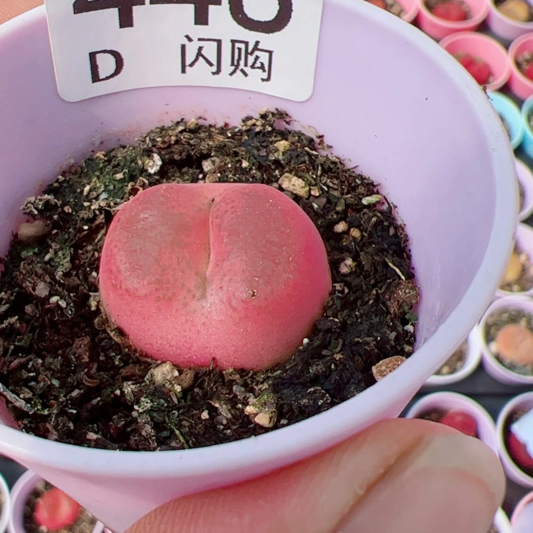 无花朵L****q我很喜欢这个D448