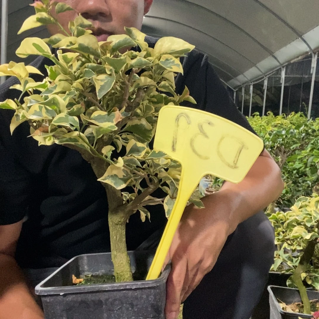 糊***涂无花朵三角梅花叶红D39