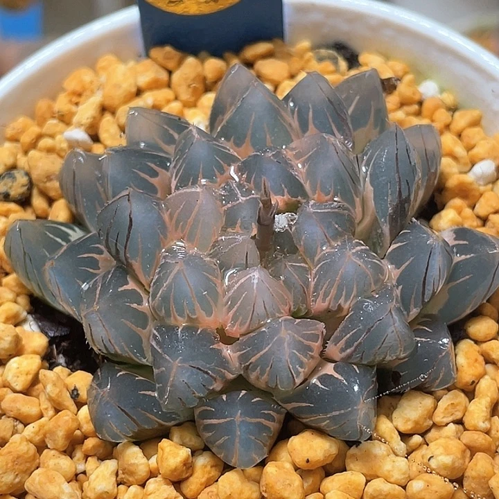 淡***焱783霓虹灯糊斑母本一物