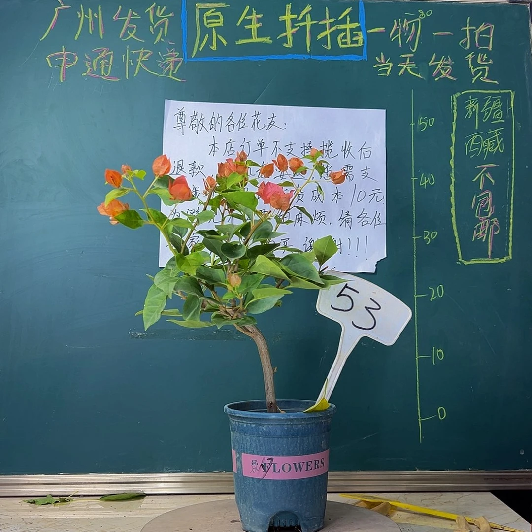 当前无花栽培后可以开花暗斑夕阳红 53