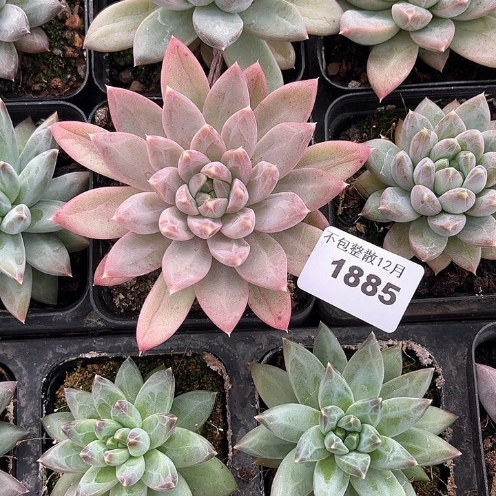 阿雅园艺。      1885白骨精