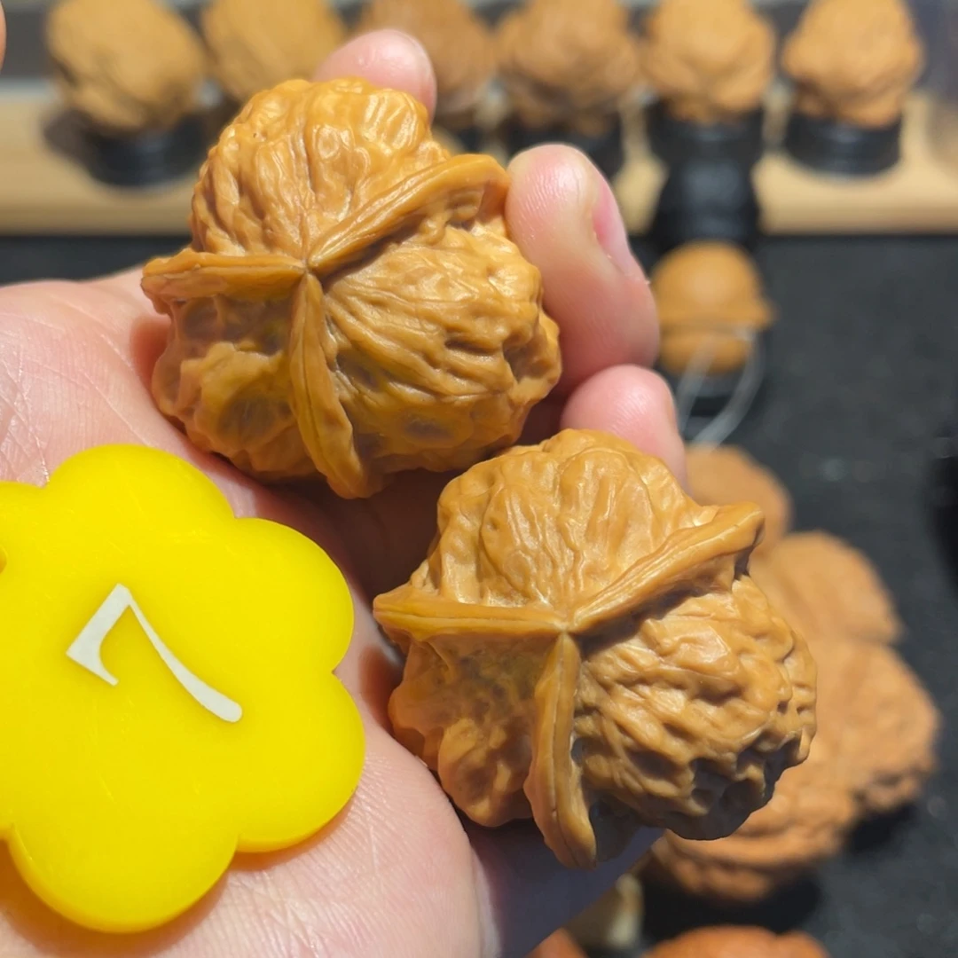 龙骨三棱核桃35。