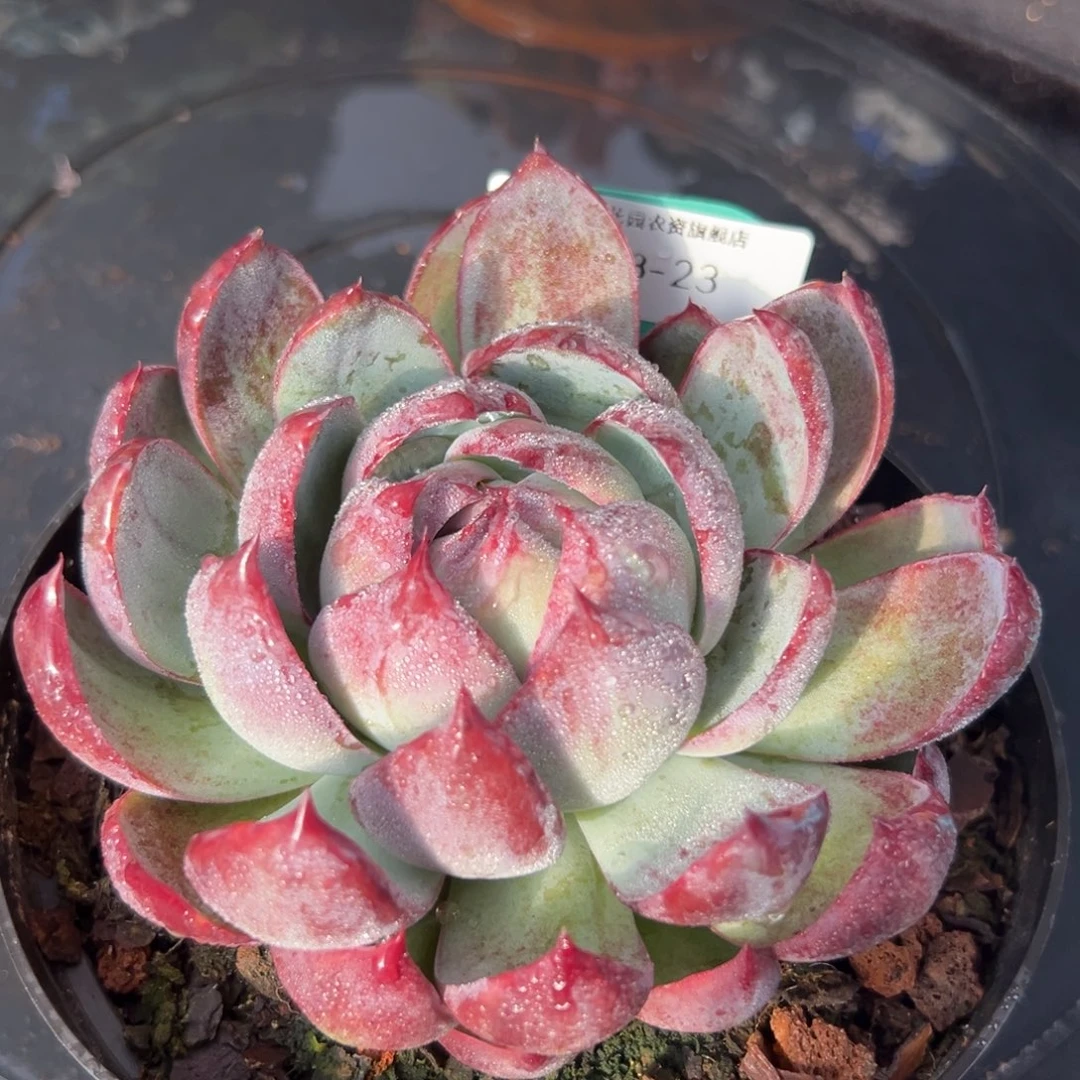 从前慢花园多肉编号1123-23