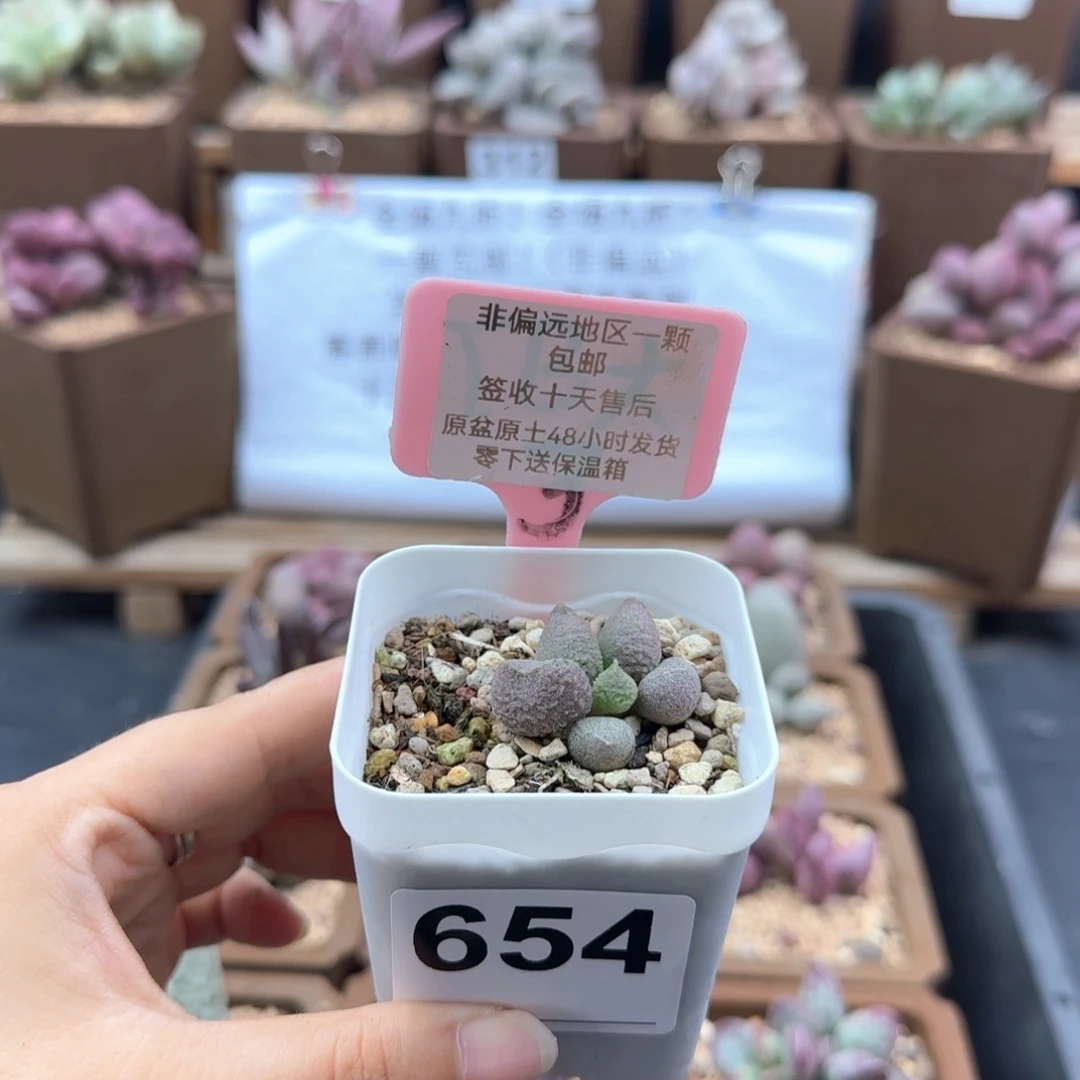 ?*羯654双子座多肉植物