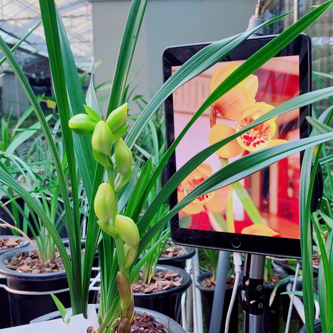 大部分花苞少量开放