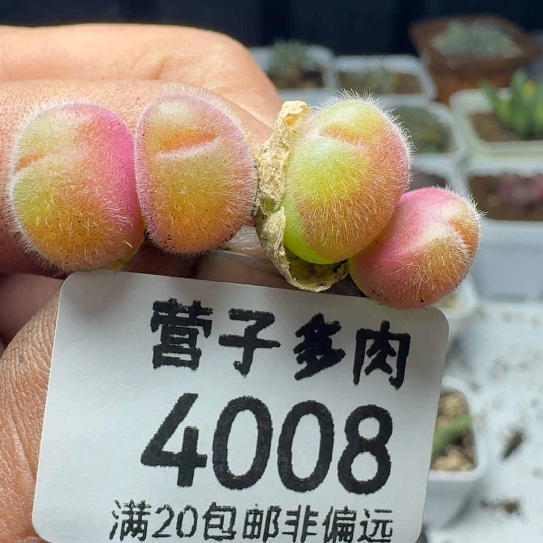 长毛两颗双头。