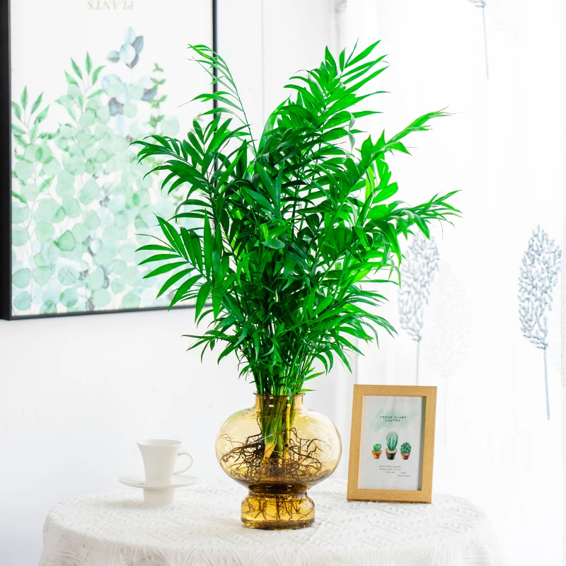 袖珍椰子水培绿植物富贵凤尾竹观叶盆栽客厅办公室内桌面四季好养